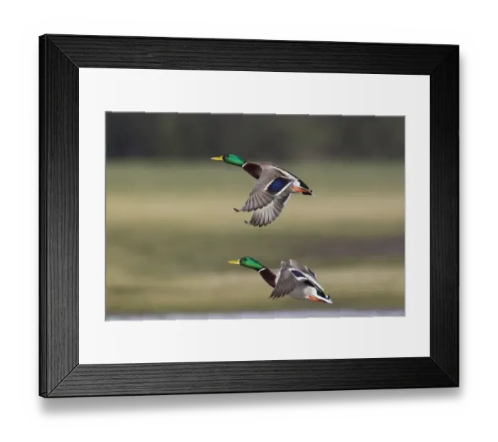 Framed Print : Mallard Duck (Anas platyrhynchos) two adult males, in flight, Slimbridge, Gloucestershire, England, february Framed Print : Mallard Duck (Anas platyrhynchos) two adult males, in flight, Slimbridge, Gloucestershire, England, february
