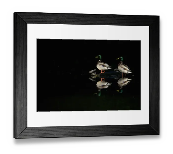 Framed Print : Mallard Duck (Anas platyrhynchos) two adult males, standing on pram dumped in lake, Nottinghamshire, England, may Framed Print : Mallard Duck (Anas platyrhynchos) two adult males, standing on pram dumped in lake, Nottinghamshire, England, may