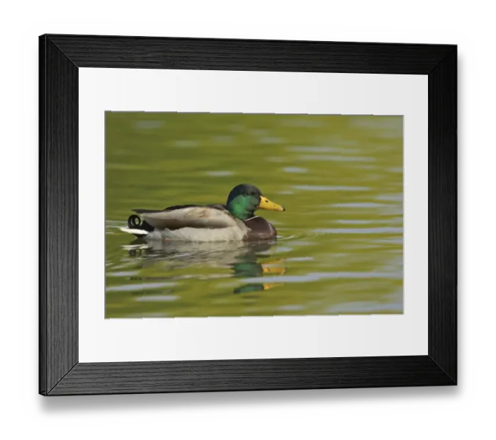 Framed Print : Mallard Duck (Anas platyrhynchos) adult male, swimming, Hertfordshire, England Framed Print : Mallard Duck (Anas platyrhynchos) adult male, swimming, Hertfordshire, England