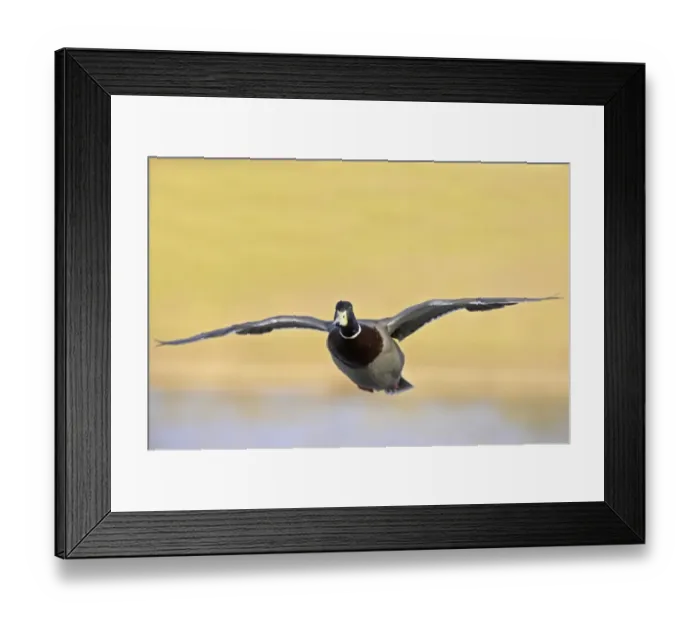 Framed Print : Mallard Duck (Anas platyrhynchos) adult male, in flight, Hertfordshire, England Framed Print : Mallard Duck (Anas platyrhynchos) adult male, in flight, Hertfordshire, England