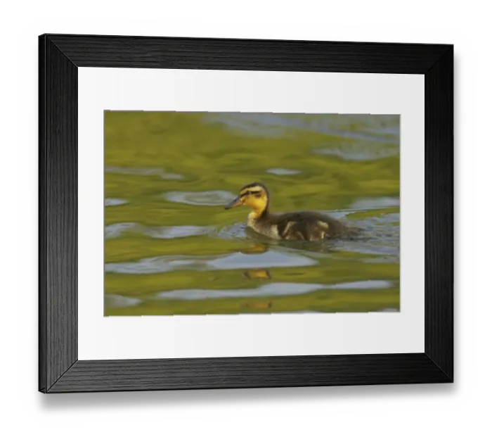 Framed Print : Mallard Duck (Anas platyrhynchos) duckling, swimming, Hertfordshire, England Framed Print : Mallard Duck (Anas platyrhynchos) duckling, swimming, Hertfordshire, England