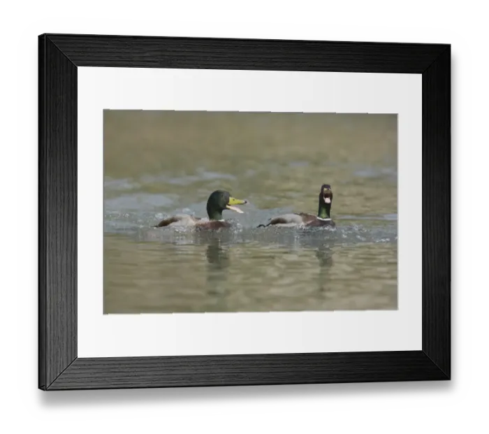 Framed Print : Mallard Duck (Anas platyrhynchos) two adult males, calling on water, Sussex, England Framed Print : Mallard Duck (Anas platyrhynchos) two adult males, calling on water, Sussex, England