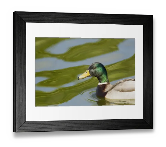 Framed Print : Mallard Duck (Anas platyrhynchos) adult male, swimming, Two Tree Island Nature Reserve, Essex, England, may Framed Print : Mallard Duck (Anas platyrhynchos) adult male, swimming, Two Tree Island Nature Reserve, Essex, England, may