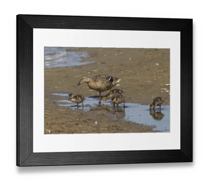 Framed Print : Mallard Duck (Anas platyrhynchos) adult female with ducklings, foraging in shallow water, Minsmere RSPB Reserve, Suffolk, England, june Framed Print : Mallard Duck (Anas platyrhynchos) adult female with ducklings, foraging in shallow water, Minsmere RSPB Reserve, Suffolk, England, june