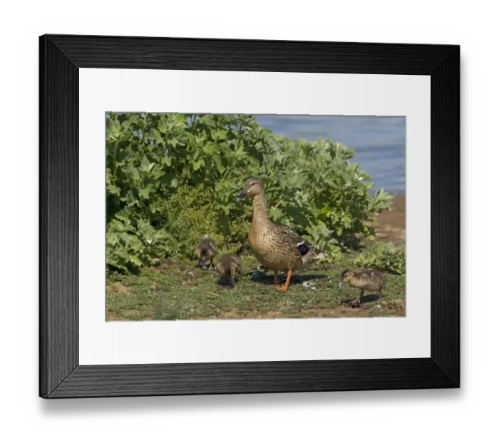Framed Print : Mallard Duck (Anas platyrhynchos) adult female with ducklings, foraging at edge of water, Minsmere RSPB Reserve, Suffolk, England, june