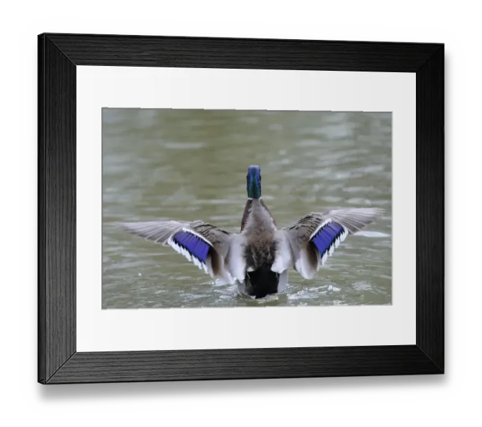 Framed Print : Mallard Duck (Anas platyrhynchos) adult male, rear view, stretching wings on water, Slimbridge, Gloucestershire, England Framed Print : Mallard Duck (Anas platyrhynchos) adult male, rear view, stretching wings on water, Slimbridge, Gloucestershire, England