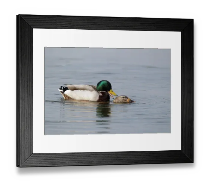 Framed Print : Mallard Duck (Anas platyrhynchos) adult pair, mating in water, Worcestershire, England, march Framed Print : Mallard Duck (Anas platyrhynchos) adult pair, mating in water, Worcestershire, England, march