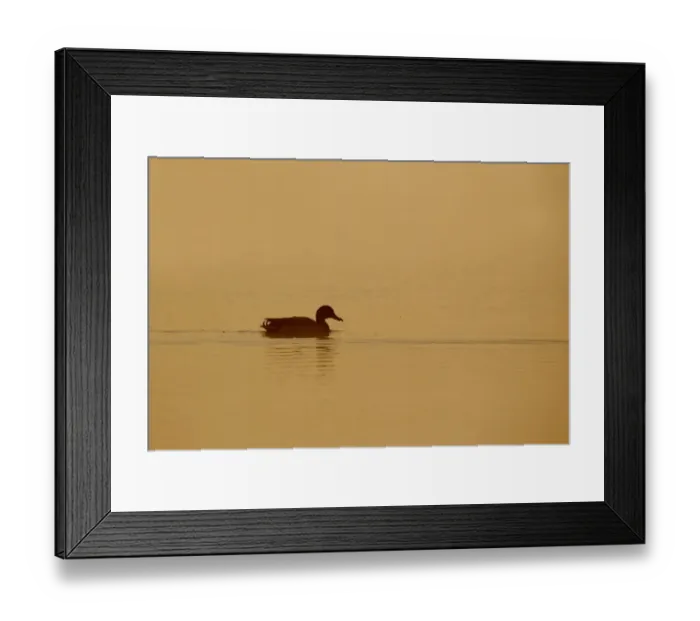 Framed Print : Mallard Duck (Anas platyrhynchos) adult male, swimming in mist at dawn, Derbyshire, England, may