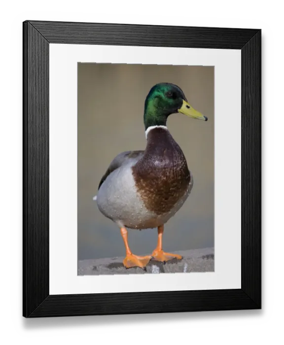 Framed Print : Mallard Duck (Anas platyrhynchos) adult male, standing, England, february Framed Print : Mallard Duck (Anas platyrhynchos) adult male, standing, England, february