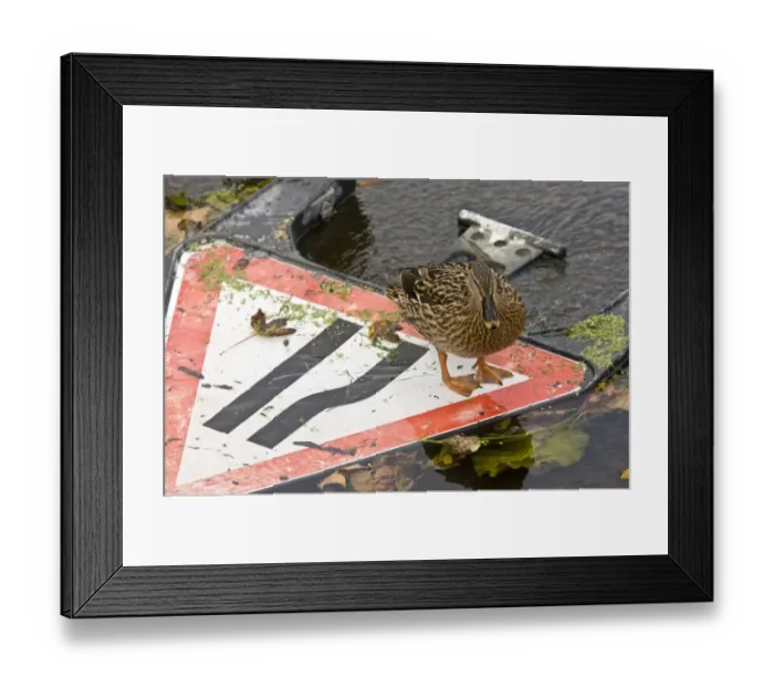 Framed Print : Mallard Duck (Anas platyrhynchos) adult female, standing on Road Narrows sign in shallow water, River Stour, Dorset, England, october Framed Print : Mallard Duck (Anas platyrhynchos) adult female, standing on Road Narrows sign in shallow water, River Stour, Dorset, England, october