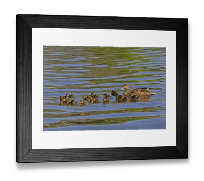 Framed Print : Mallard Duck (Anas platyrhynchos) adult female with fifteen ducklings, swimming, River Thames, Berkshire, England, april