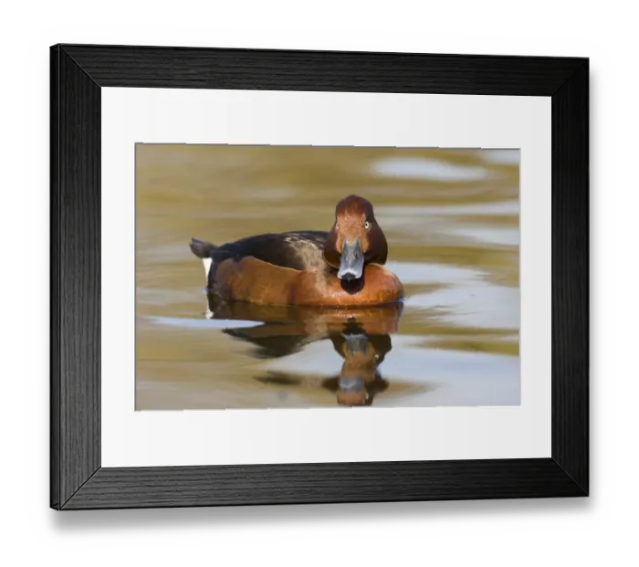 Framed Print : Ferruginous Duck (Aythya nyroca) adult male, swimming, spring (captive) Framed Print : Ferruginous Duck (Aythya nyroca) adult male, swimming, spring (captive)