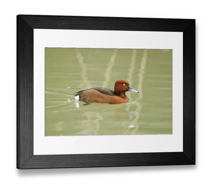 Framed Print : Ferruginous Duck (Aythya nyroca) adult male, swimming, Italy, january Framed Print : Ferruginous Duck (Aythya nyroca) adult male, swimming, Italy, january