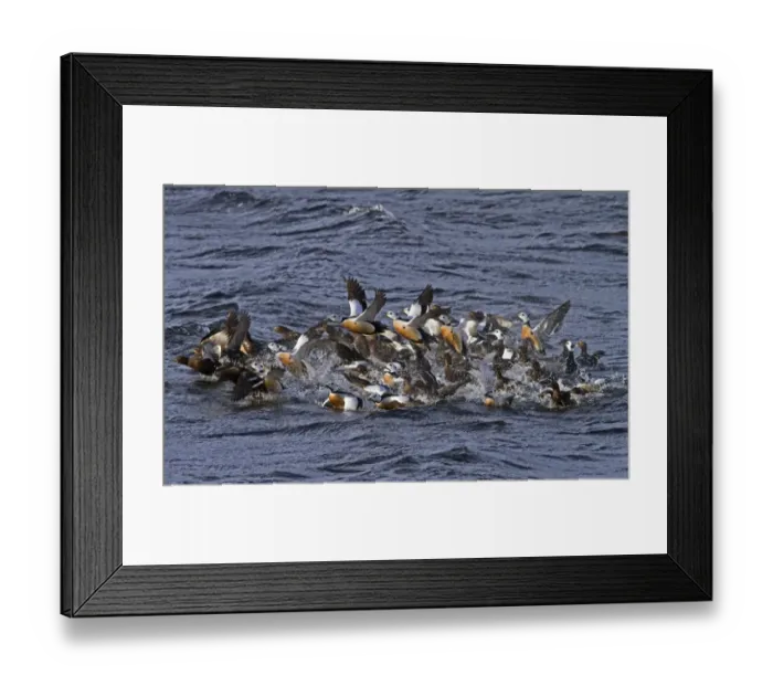 Framed Print : Steller's Eider (Polysticta stelleri) adult males and females, wintering flock, taking off from water, Varanger, Northern Norway, march Framed Print : Steller's Eider (Polysticta stelleri) adult males and females, wintering flock, taking off from water, Varanger, Northern Norway, march