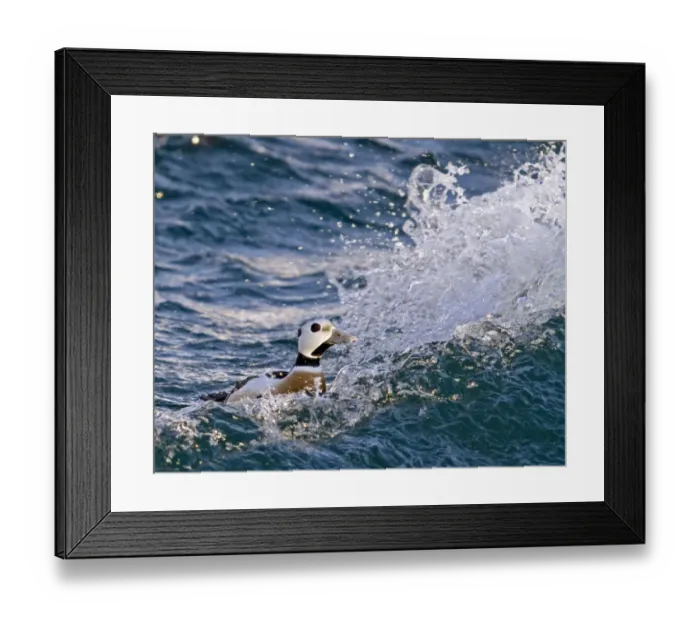 Framed Print : Steller's Eider (Polysticta stelleri) adult male, swimming on rough sea, Varanger, Northern Norway, march Framed Print : Steller's Eider (Polysticta stelleri) adult male, swimming on rough sea, Varanger, Northern Norway, march