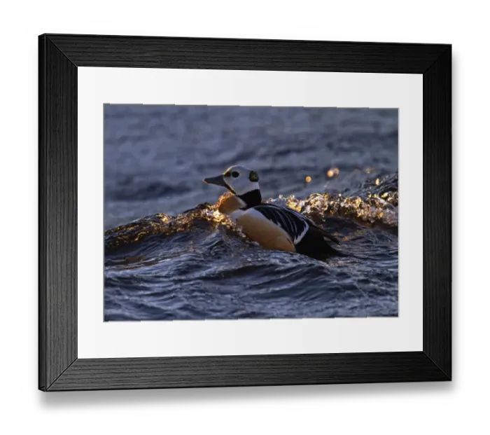 Framed Print : Steller's Eider (Polysticta stelleri) adult male, swimming at sea, Varanger, Northern Norway, march