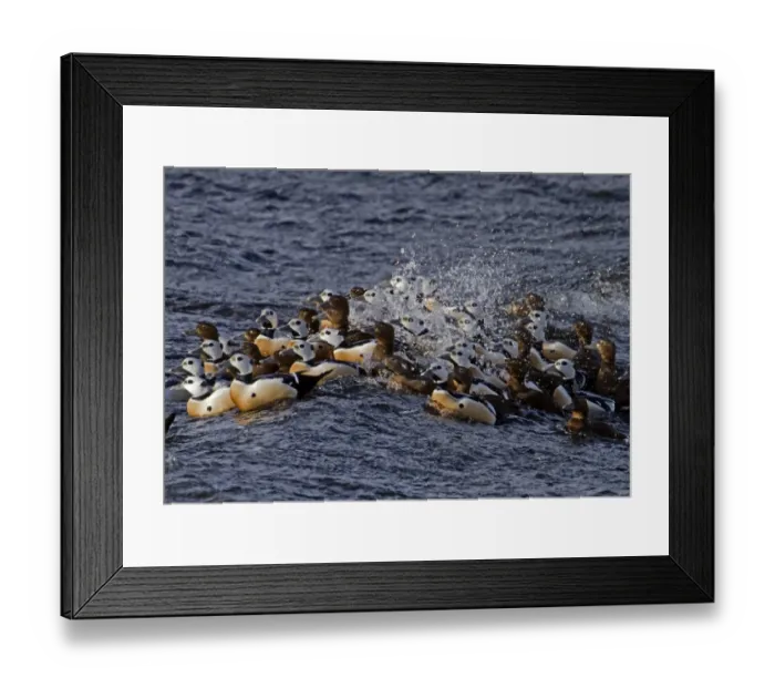 Framed Print : Steller's Eider (Polysticta stelleri) adult males and females, wintering flock, swimming on rough sea, Varanger, Northern Norway, march Framed Print : Steller's Eider (Polysticta stelleri) adult males and females, wintering flock, swimming on rough sea, Varanger, Northern Norway, march