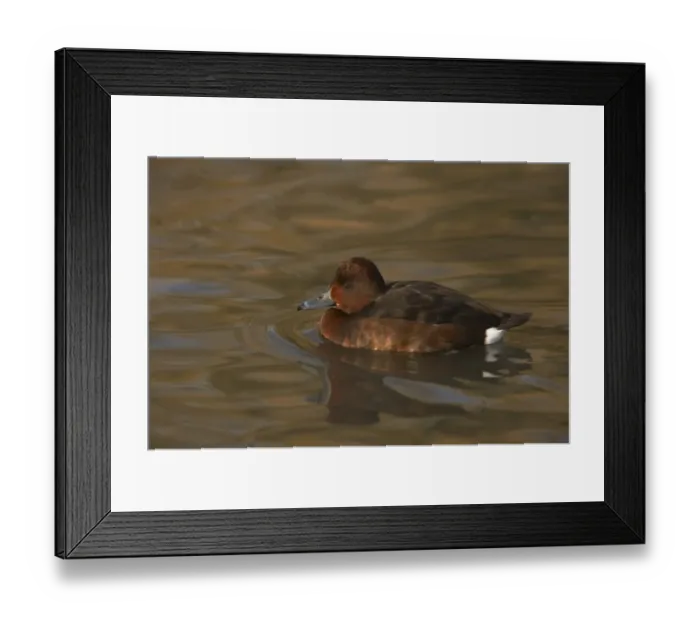 Framed Print : Ferruginous Duck (Aythya nyroca) adult female, swimming, Slimbridge W. W. T. (captive)