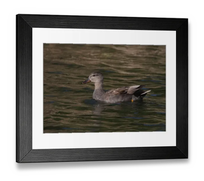 Framed Print : Gadwall (Anas strepera) adult male, swimming on coastal lagoon, Algarve, Portugal, april Framed Print : Gadwall (Anas strepera) adult male, swimming on coastal lagoon, Algarve, Portugal, april
