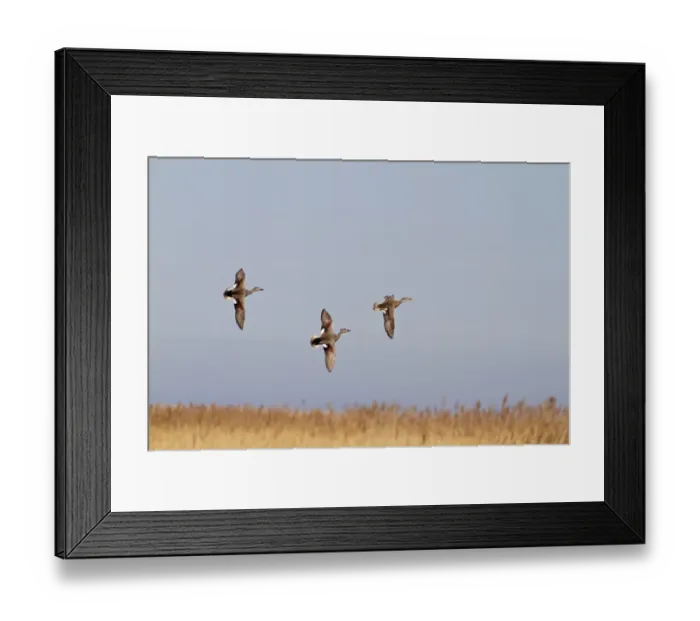 Framed Print : Gadwall (Anas strepera) adult males and female, in nuptial flight, Norfolk, England Framed Print : Gadwall (Anas strepera) adult males and female, in nuptial flight, Norfolk, England