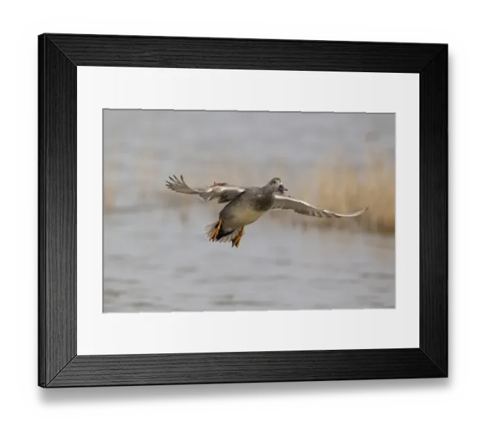 Framed Print : Gadwall (Anas strepera) adult male, calling in flight over water, Minsmere RSPB Reserve, Suffolk, England, april