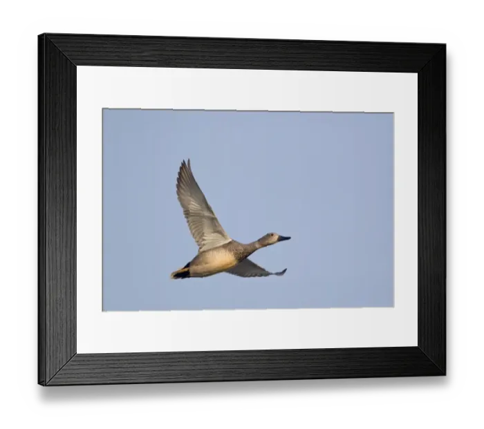 Framed Print : Gadwall (Anas strepera) adult male, in flight, Minsmere RSPB Reserve, Suffolk, England, april Framed Print : Gadwall (Anas strepera) adult male, in flight, Minsmere RSPB Reserve, Suffolk, England, april