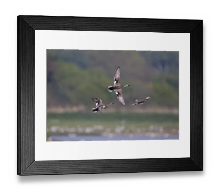 Framed Print : Gadwall (Anas strepera) two adult males, chasing female in flight, Minsmere RSPB Reserve, Suffolk, England, april Framed Print : Gadwall (Anas strepera) two adult males, chasing female in flight, Minsmere RSPB Reserve, Suffolk, England, april