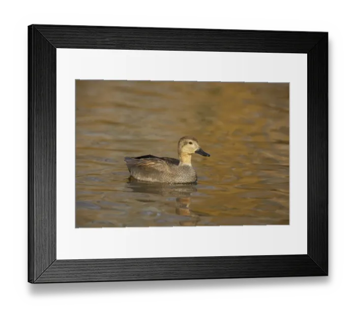 Framed Print : Gadwall (Anas strepera) adult male, swimming, Severn Valley, Gloucestershire, England, winter Framed Print : Gadwall (Anas strepera) adult male, swimming, Severn Valley, Gloucestershire, England, winter