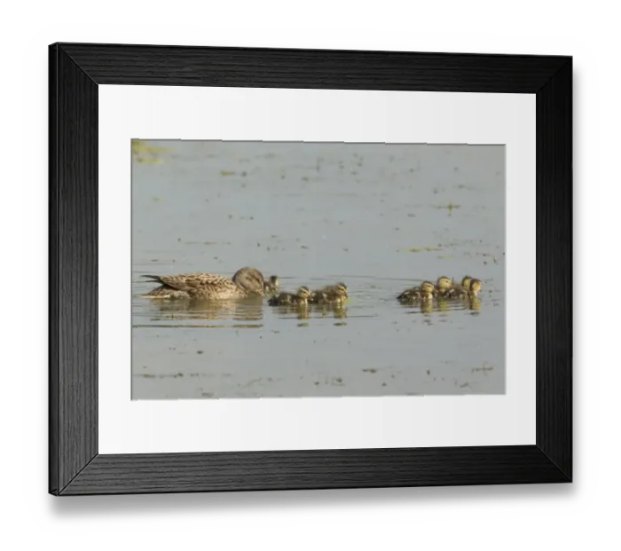Framed Print : Gadwall (Anas strepera) adult female with ducklings, swimming on flooded former gravel pit, Lackford Lakes Nature Reserve, Suffolk, England, july Framed Print : Gadwall (Anas strepera) adult female with ducklings, swimming on flooded former gravel pit, Lackford Lakes Nature Reserve, Suffolk, England, july