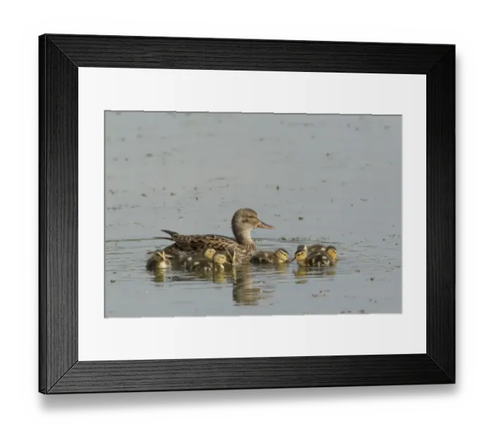 Framed Print : Gadwall (Anas strepera) adult female with ducklings, swimming on flooded former gravel pit, Lackford Lakes Nature Reserve, Suffolk, England, july Framed Print : Gadwall (Anas strepera) adult female with ducklings, swimming on flooded former gravel pit, Lackford Lakes Nature Reserve, Suffolk, England, july