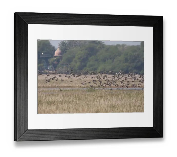 Framed Print : Gadwall (Anas strepera) large winter flock, in flight over wetland habitat, Keoladeo Ghana N. P. (Bharatpur), Rajasthan, India Framed Print : Gadwall (Anas strepera) large winter flock, in flight over wetland habitat, Keoladeo Ghana N. P. (Bharatpur), Rajasthan, India