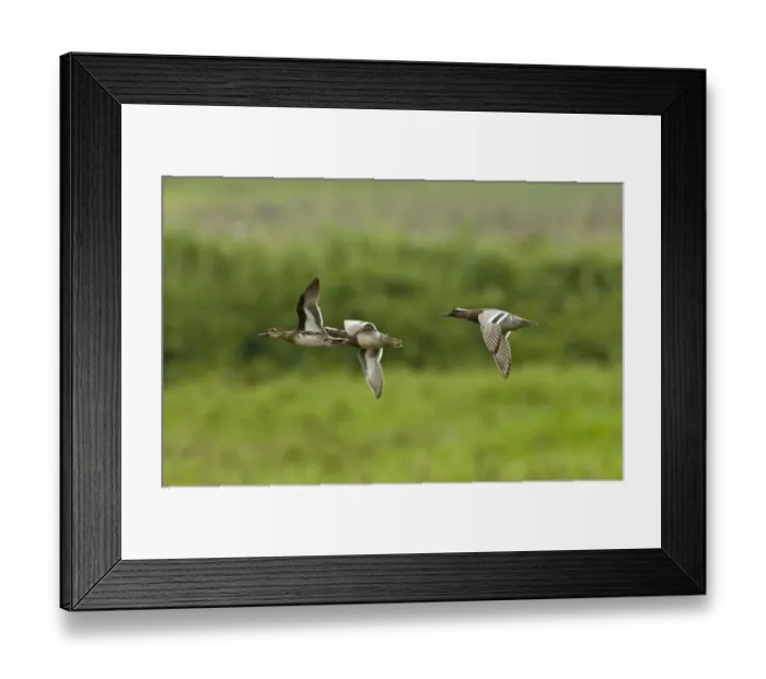 Framed Print : Garganey (Anas querquedula) adult males and female, wintering migrants, in flight, Candaba Marsh, Luzon Island, Philippines Framed Print : Garganey (Anas querquedula) adult males and female, wintering migrants, in flight, Candaba Marsh, Luzon Island, Philippines