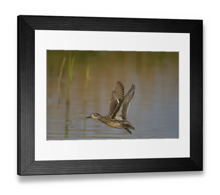 Framed Print : Garganey (Anas querquedula) adult female, in flight over water, Norfolk, England Framed Print : Garganey (Anas querquedula) adult female, in flight over water, Norfolk, England