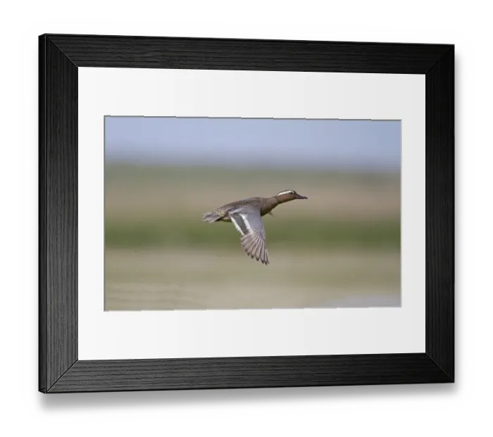 Framed Print : Garganey (Anas querquedula) adult male, in flight, Norfolk, England Framed Print : Garganey (Anas querquedula) adult male, in flight, Norfolk, England