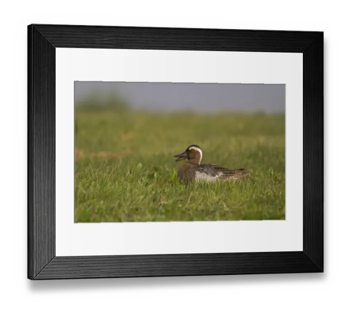 Framed Print : Garganey (Anas querquedula) adult male, quacking, sitting on grass, Norfolk, England Framed Print : Garganey (Anas querquedula) adult male, quacking, sitting on grass, Norfolk, England
