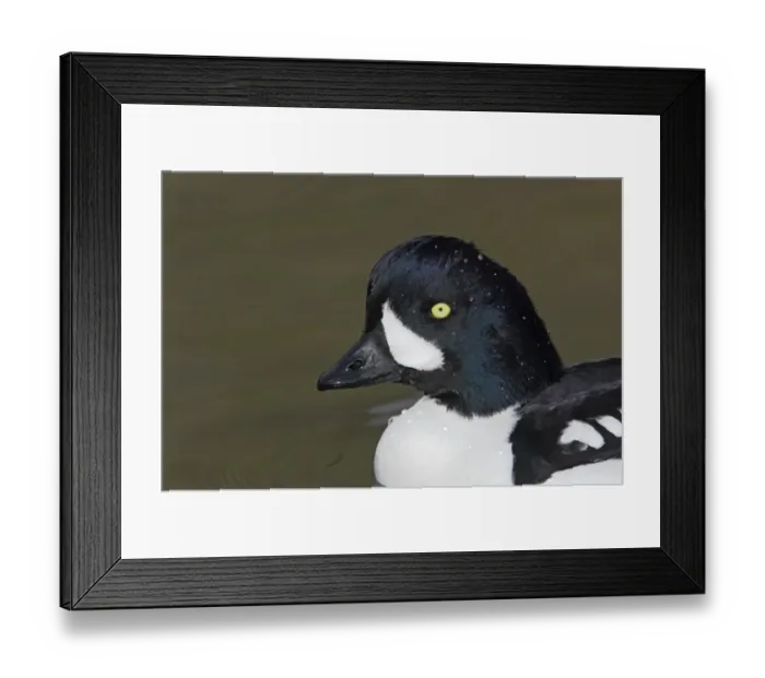 Framed Print : Barrow's Goldeneye (Bucephala islandica) adult male, close-up of head, swimming, Arundel W. W. T. (captive) Framed Print : Barrow's Goldeneye (Bucephala islandica) adult male, close-up of head, swimming, Arundel W. W. T. (captive)