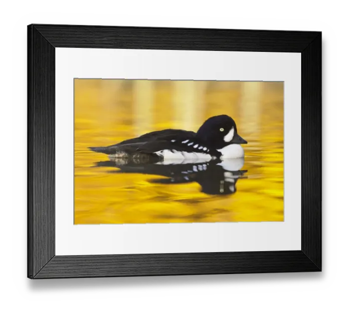 Framed Print : Barrow's Goldeneye (Bucephala islandica) adult male, in breeding plumage, swimming (captive) Framed Print : Barrow's Goldeneye (Bucephala islandica) adult male, in breeding plumage, swimming (captive)