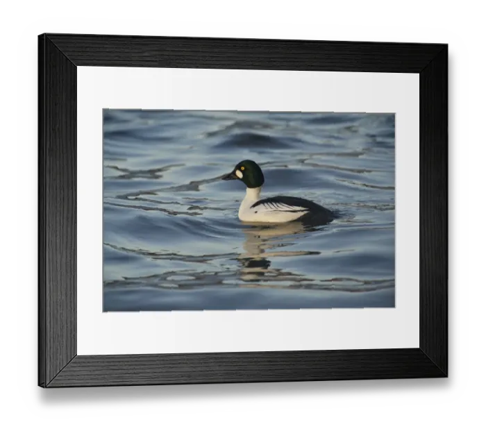 Framed Print : Common Goldeneye (Bucephala clangula) adult male, swimming on river, River Nith, Dumfries and Galloway, Scotland, december Framed Print : Common Goldeneye (Bucephala clangula) adult male, swimming on river, River Nith, Dumfries and Galloway, Scotland, december
