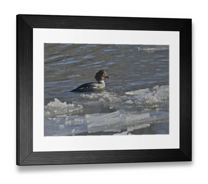 Framed Print : Common Goldeneye (Bucephala clangula) adult female, swimming on icy river, River Nith, Dumfries and Galloway, Scotland, december Framed Print : Common Goldeneye (Bucephala clangula) adult female, swimming on icy river, River Nith, Dumfries and Galloway, Scotland, december