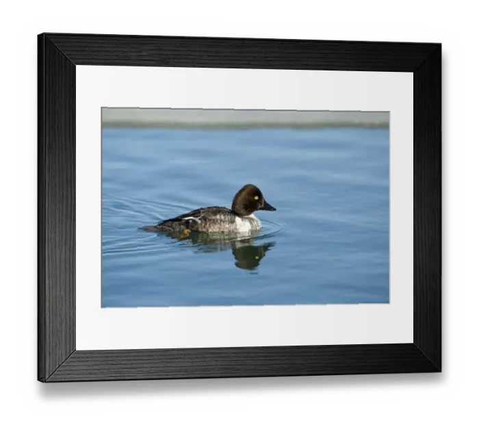 Framed Print : Common Goldeneye (Bucephala clangula) adult female, diving sequence (one of five), Hokkaido, Japan, winter