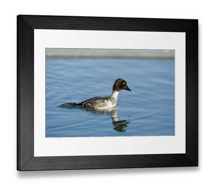 Framed Print : Common Goldeneye (Bucephala clangula) adult female, diving sequence (two of five), Hokkaido, Japan, winter Framed Print : Common Goldeneye (Bucephala clangula) adult female, diving sequence (two of five), Hokkaido, Japan, winter