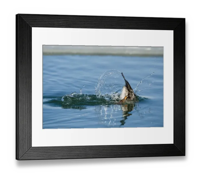 Framed Print : Common Goldeneye (Bucephala clangula) adult female, diving sequence (five of five), Hokkaido, Japan, winter