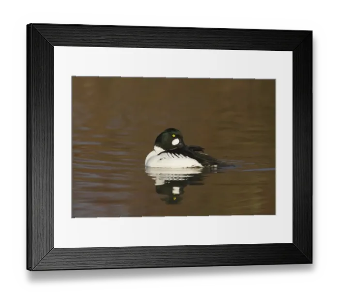 Framed Print : Common Goldeneye (Bucephala clangula) adult male, preening on water, Slimbridge W. W. T. (captive) Framed Print : Common Goldeneye (Bucephala clangula) adult male, preening on water, Slimbridge W. W. T. (captive)