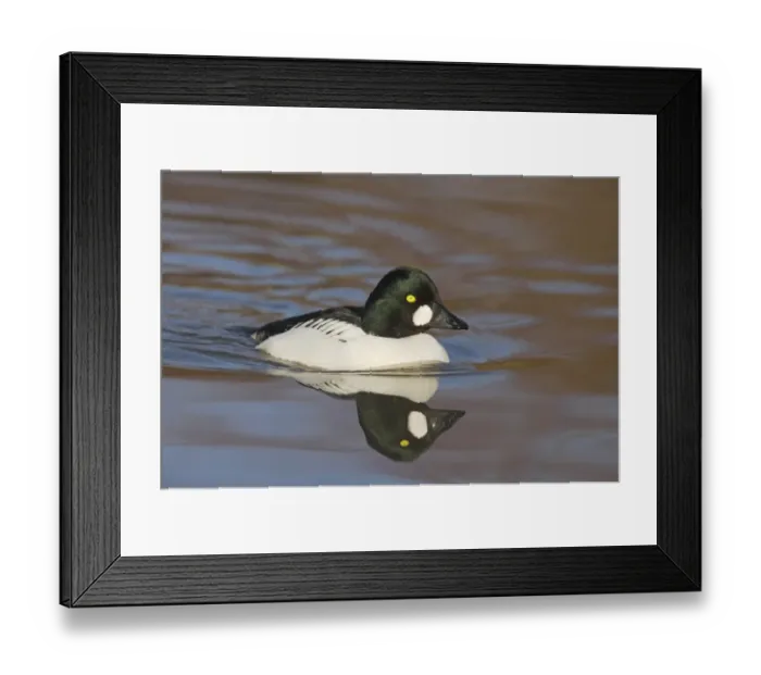 Framed Print : Common Goldeneye (Bucephala clangula) adult male, swimming, Slimbridge W. W. T. (captive) Framed Print : Common Goldeneye (Bucephala clangula) adult male, swimming, Slimbridge W. W. T. (captive)