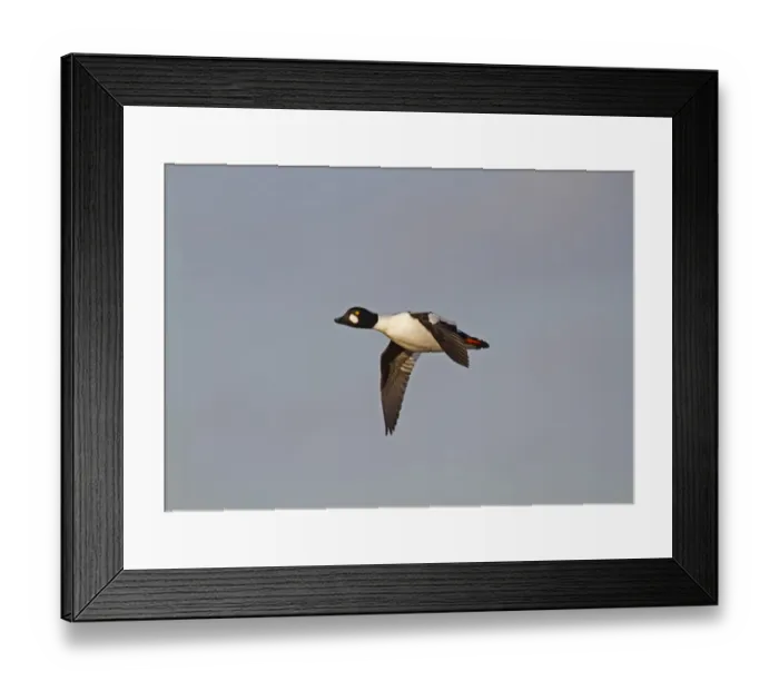 Framed Print : Common Goldeneye (Bucephala clangula) adult male, in flight, Norfolk, England, december Framed Print : Common Goldeneye (Bucephala clangula) adult male, in flight, Norfolk, England, december