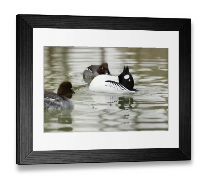 Framed Print : Common Goldeneye (Bucephala clangula) adult male, displaying to females on water, Italy, february Framed Print : Common Goldeneye (Bucephala clangula) adult male, displaying to females on water, Italy, february