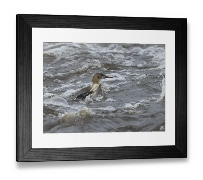 Framed Print : Goosander (Mergus merganser) adult male, in partial eclipse plumage, swimming in rough water, River Nith, Dumfries and Galloway, Scotland, november Framed Print : Goosander (Mergus merganser) adult male, in partial eclipse plumage, swimming in rough water, River Nith, Dumfries and Galloway, Scotland, november