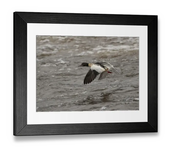 Framed Print : Goosander (Mergus merganser) adult male, in flight over water, River Nith, Dumfries and Galloway, Scotland, november Framed Print : Goosander (Mergus merganser) adult male, in flight over water, River Nith, Dumfries and Galloway, Scotland, november