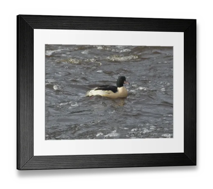 Framed Print : Goosander (Mergus merganser) adult male, swimming, River Nith, Dumfries and Galloway, Scotland, november Framed Print : Goosander (Mergus merganser) adult male, swimming, River Nith, Dumfries and Galloway, Scotland, november