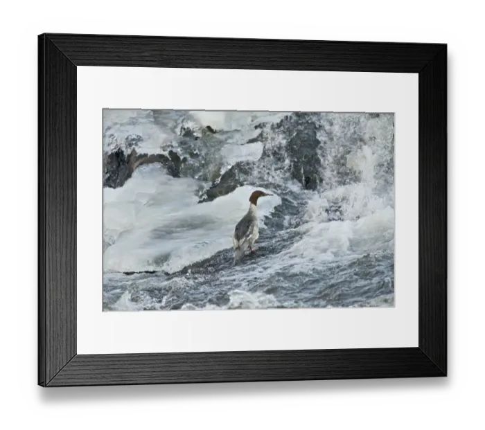 Framed Print : Goosander (Mergus merganser) adult female, standing in icy river, River Nith, Dumfries and Galloway, Scotland, december Framed Print : Goosander (Mergus merganser) adult female, standing in icy river, River Nith, Dumfries and Galloway, Scotland, december